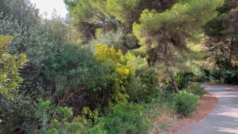 INVESTMENT: Plot of land of approx. 1000 m² in quiet location, 07589 Canyamel (Spain), Residential plot